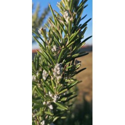 Romarin - Jeunes pousses