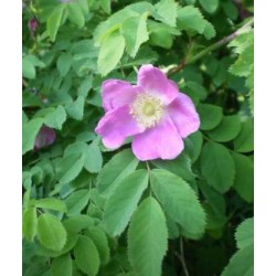 Fleur de cynorrhodon où églantier