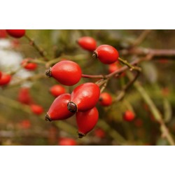 Baies de cynorrhodon