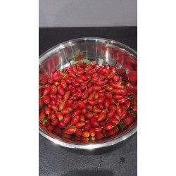 Baies de cynorhodon récolte