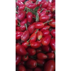 Baies de cynorhodon récolte