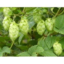 Houblon fleur