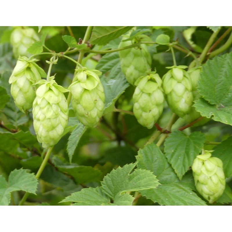Houblon fleur