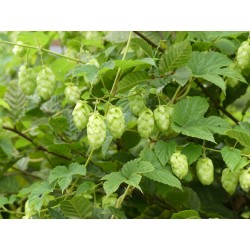 Houblon fleur