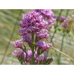 Lilas d’Espagne où valériane des jardins fleurs