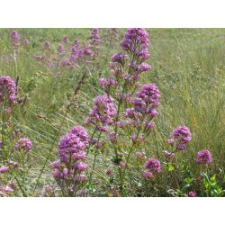 Lilas d’Espagne où valériane des jardins