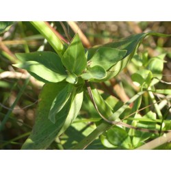 Lilas d’Espagne où valériane des jardins feuilles