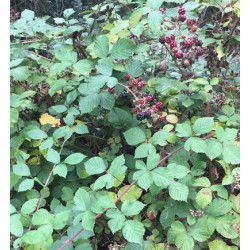 Ronce noire en fruit