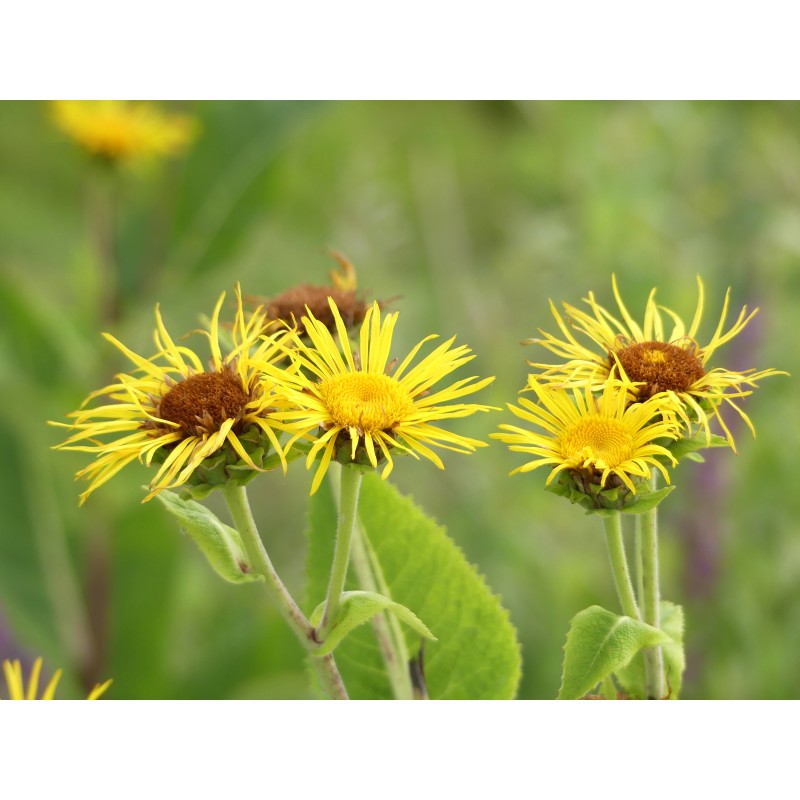 Grande aunée, fleurs