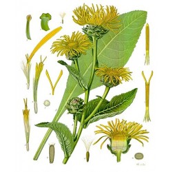 Grande aunée, planche botanique