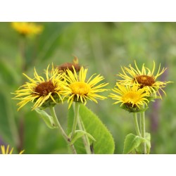 Grande aunée, fleurs