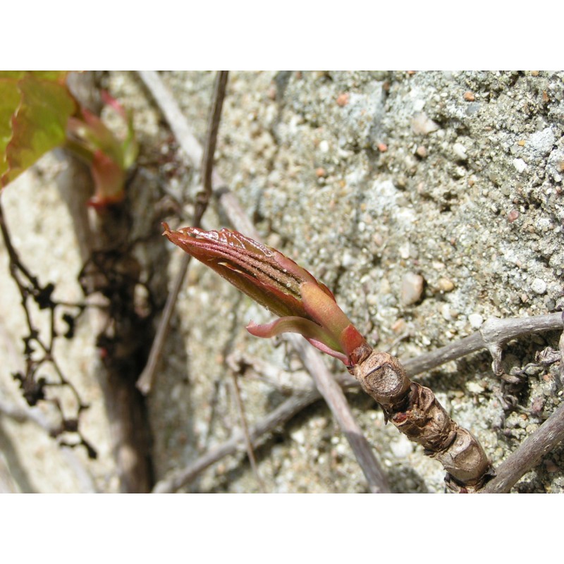 Vigne vierge bourgeon