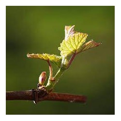 vigne bourgeon