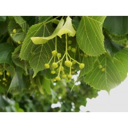 Boutons de fleurs de tilleul