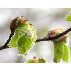 Bourgeons de tilleul