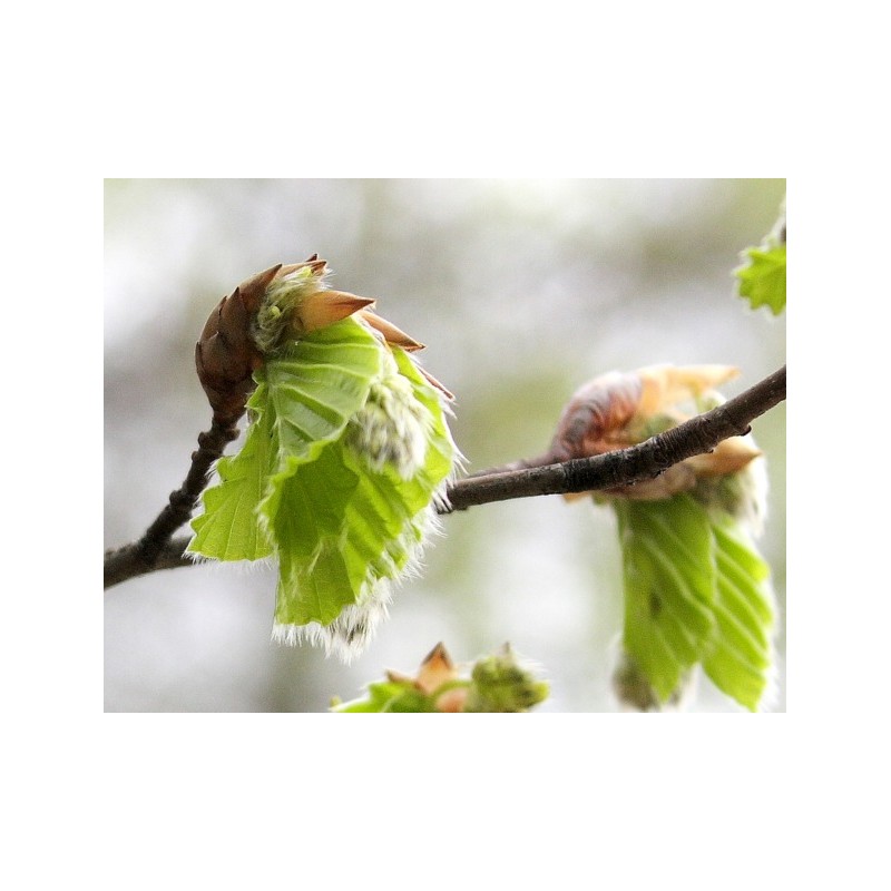Bourgeons de tilleul