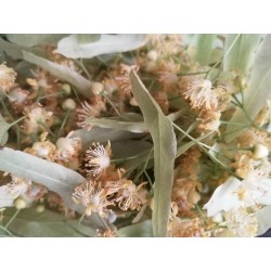 Tilleul - Bourgeons