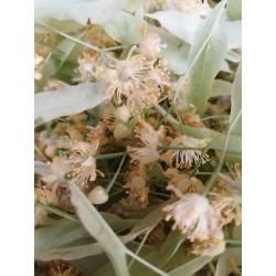 Tilleul - Bourgeons
