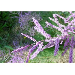 Tamaris en bourgeons