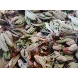 Sorbier des oiseleurs, bourgeons