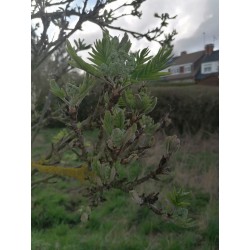 Sorbier des oiseleurs