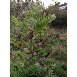 Sorbier des oiseleurs bourgeons