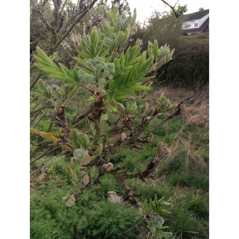 Sorbier des oiseleurs bourgeons