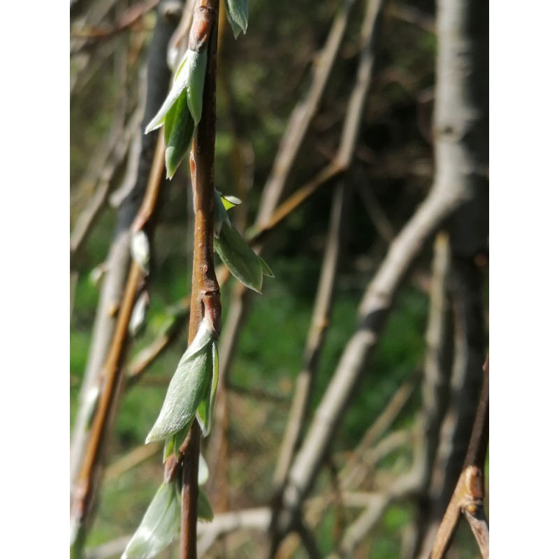 Saule blanc, bourgeons