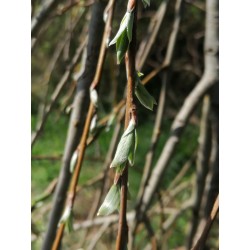 Saule blanc, bourgeons