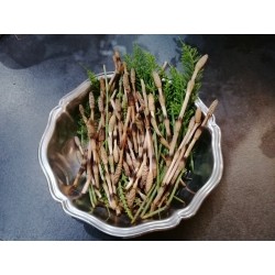 Prêle, bourgeons, récolte