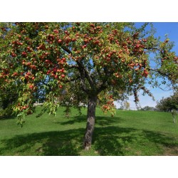pommier