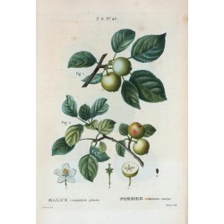 Pommier planche botanique