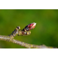 Pommier bourgeon