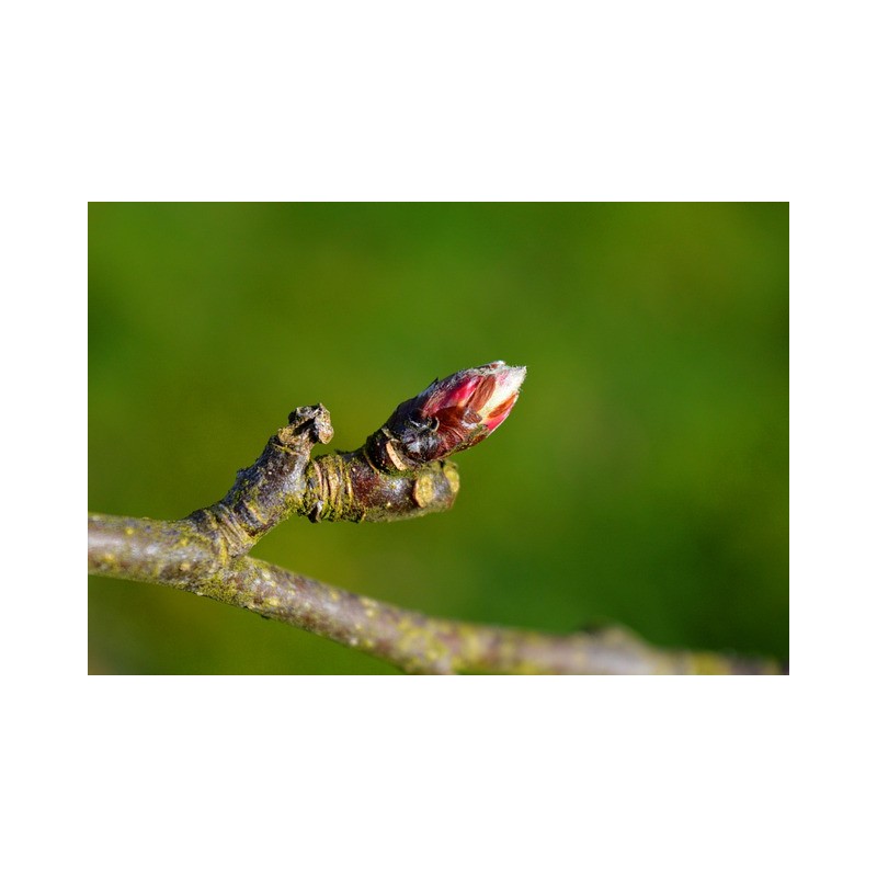 Pommier bourgeon