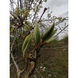 Poirier, bourgeons