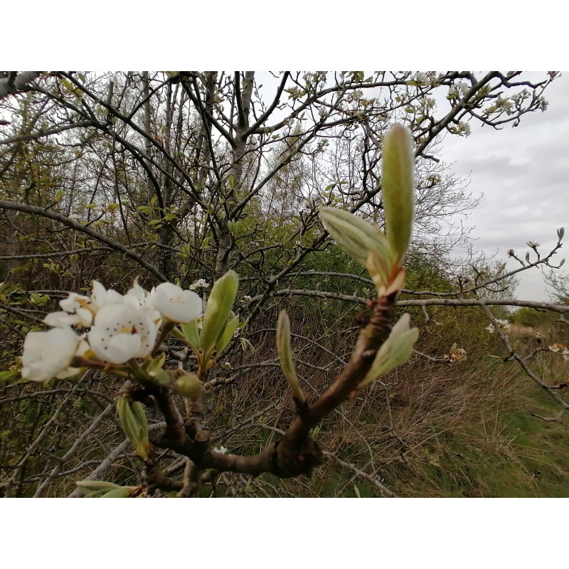 Poirier, bourgeons