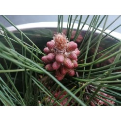Pin sylvestre Bourgeon récolte