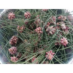 Pin sylvestre Bourgeon récolte