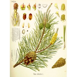 Pin sylvestre Planche botanique