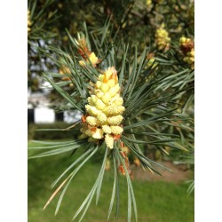 Pin sylvestre Bourgeons