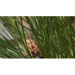 Pin sylvestre, bourgeons