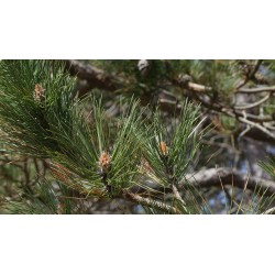 Pin sylvestre, bourgeons