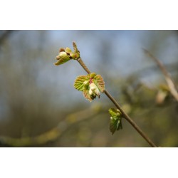 Bourgeons noisetier