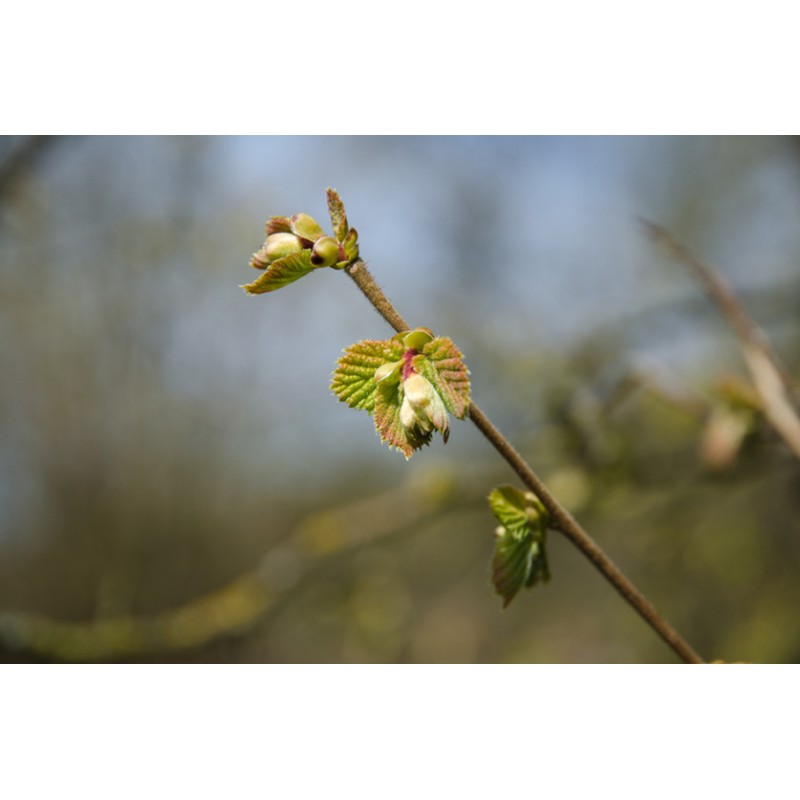 Bourgeons noisetier