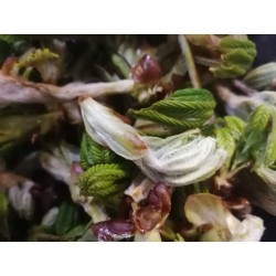 Marronnier - Bourgeons