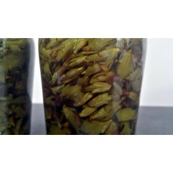 Bocal bourgeons Hêtre