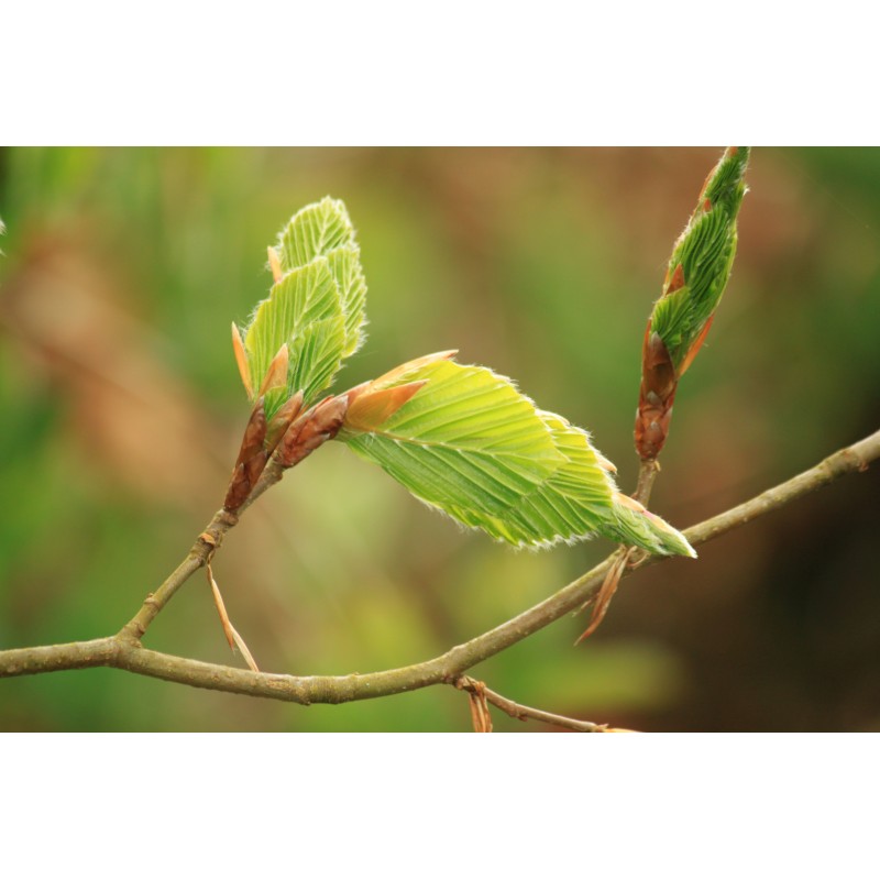 Bourgeons Hêtre