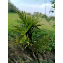 Bourgeon de frêne