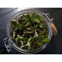 framboisier bourgeons récolte