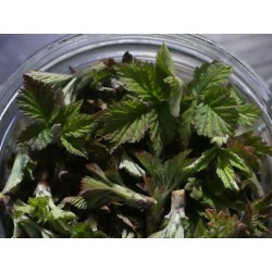 framboisier bourgeons recolte